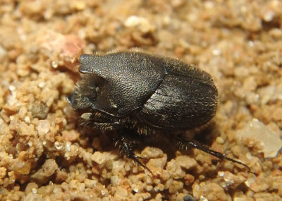 Onthophagus hecate; Scooped Scarab; male 