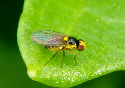 Phytomyzinae Leaf Miner Fly species