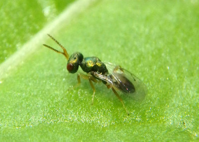 Pteromalidae Chalcid Wasp species 
