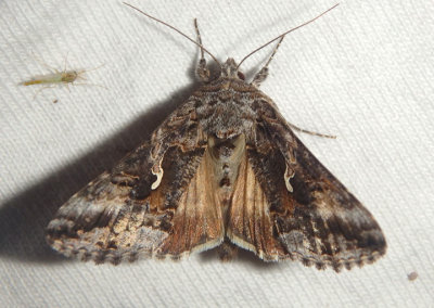 8895 - Rachiplusia ou; Gray Looper Moth 