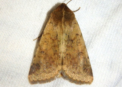 11068 - Helicoverpa zea; Corn Earworm Moth