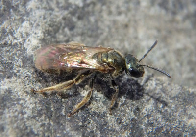 Lasioglossum Sweat Bee species; female