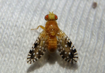 Euaresta festiva; Fruit Fly species; male