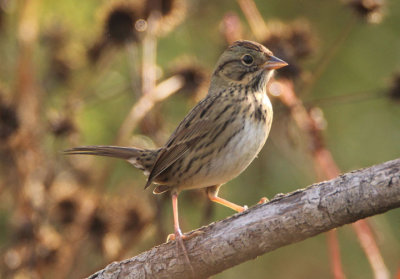 Lincoln's Sparrow 