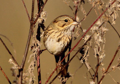 Lincoln's Sparrow