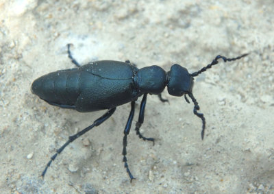 Meloe Oil Beetle species; male