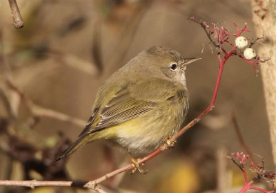 Orange-crowned Warbler