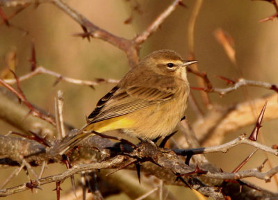 Palm Warbler