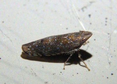 Scaphytopius Leafhopper species