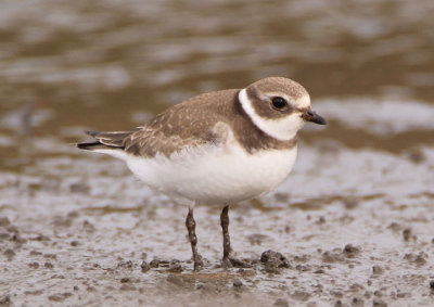 Semipalmated Plover; juvenile