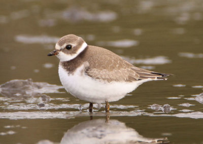 Semipalmated Plover; juvenile