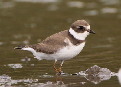 Semipalmated Plover; basic