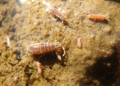 Isotomidae Elongate-bodied Springtail species