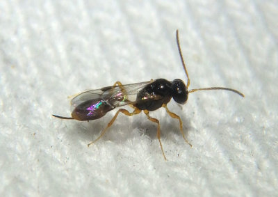 Tersilochinae Ichneumon Wasp species; female
