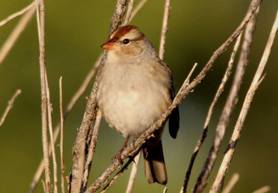 White-crowned Sparrow; immatue