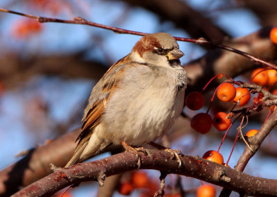 House Sparrow; basic male; exotic 