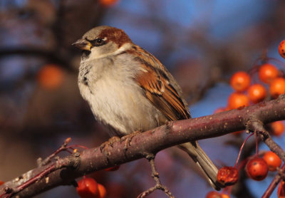 House Sparrow; basic male; exotic