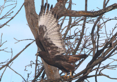 Red-tailed Hawk; dark morph 