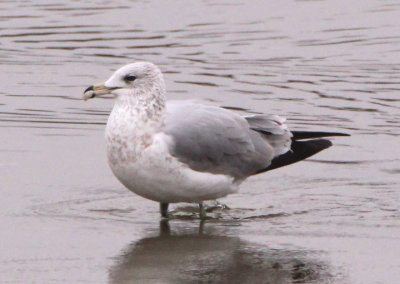 Ring-billed Gull; second winter