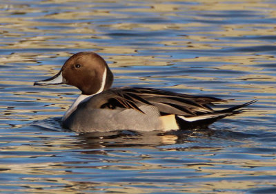 Northern Pintail; male 