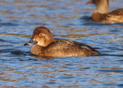 Redhead; female 