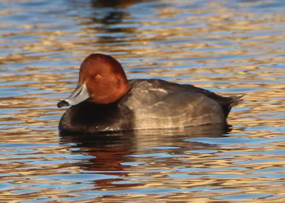 Redhead; male