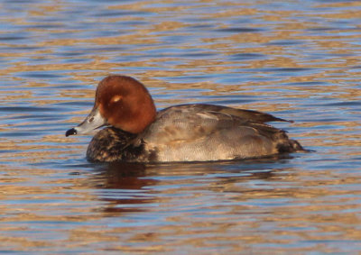Redhead; young male