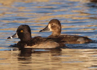 Ring-necked Duck pair