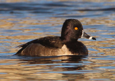 Ring-necked Duck; male