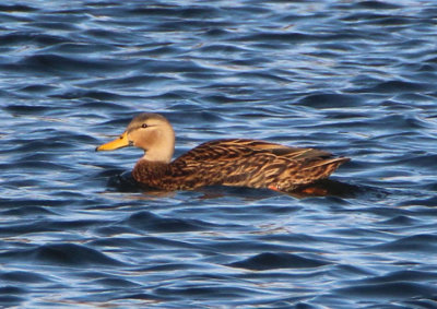 Mottled Duck; male 