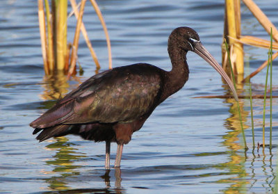 Glossy Ibis; first year