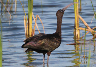 Glossy Ibis; first year