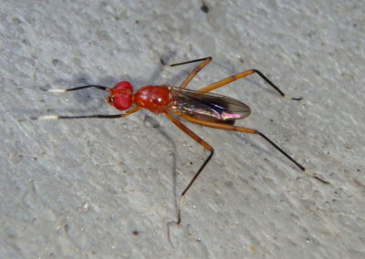 Grallipeza nebulosa; Stilt-legged Fly species