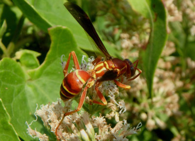 Polistes bellicosus; Paper Wasp species
