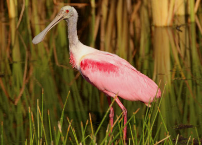 Roseate Spoonbill 