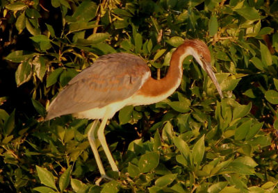Tricolored Heron; juvenile