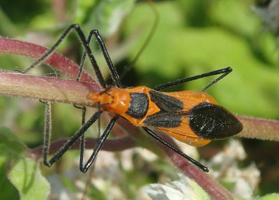 Zelus longipes; Milkweed Assassin Bug