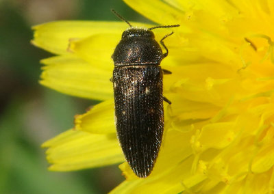 Acmaeodera tubulus; Metallic Wood-boring Beetle species
