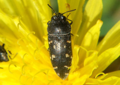 Acmaeodera tubulus; Metallic Wood-boring Beetle species 
