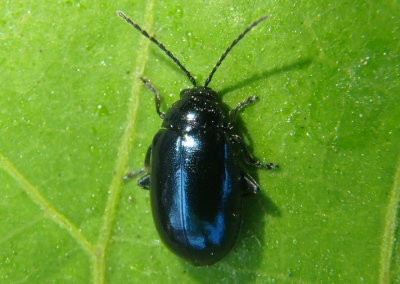 Altica Flea Beetle species