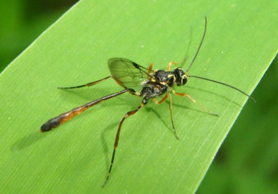 Anomalon Ichneumon Wasp species; male