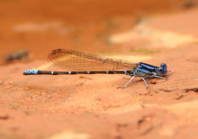 Argia sedula; Blue-ringed Dancer; male