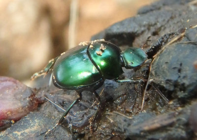 Canthon viridis; Dung Beetle species 
