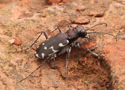 Cicindela duodecimguttata; Twelve-spotted Tiger Beetle