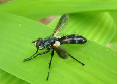 Cylindromyia Tachinid Fly species