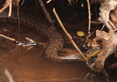 Diamondback Water Snake 