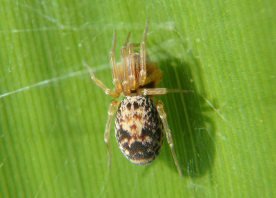 Dictynidae Mesh Weaver species