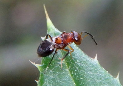 Encyrtus Chalcid Wasp species 