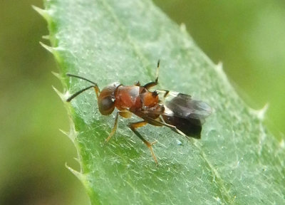Encyrtus Chalcid Wasp species 