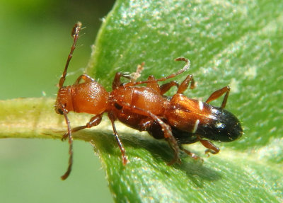 Euderces reichei; Long-horned Beetle species pair